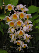 Dendrobium mousmee