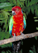 Red Shining-parrot