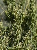 Mortonia utahensis