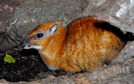 Larger Malay Chevrotain (mouse Deer)