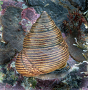 Western Ribbed Topshell