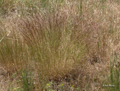 Agrostis oregonensis
