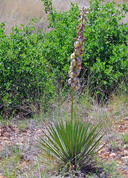 Yucca neomexicana