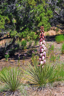 Yucca baileyi var. intermedia
