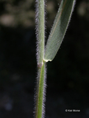 Elymus glaucus ssp. jepsonii