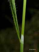 Trisetum canescens