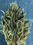 Carex orestera