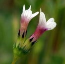 Trifolium variegatum var. geminiflorum