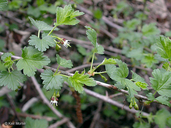 Ribes divaricatum var. pubiflorum