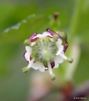 Ribes divaricatum var. pubiflorum