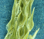 Myosurus apetalus