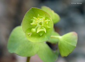 Euphorbia crenulata