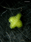 Plagiobothrys tenellus
