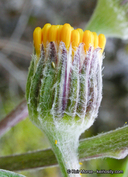 Cacaliopsis nardosmia