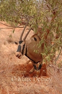 Oryx beisa callotis