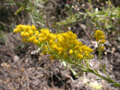 Solidago velutina ssp. californica