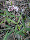 Trifolium longipes