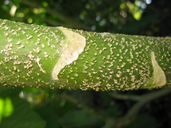 Telanthophora grandifolia
