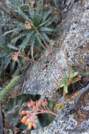 Dudleya nubigena ssp. nubigena