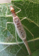 Neoxabea bipunctata