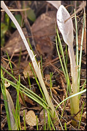 Crocus biflorus ssp. weldenii