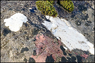 Ragged Shield Lichen
