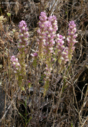 Castilleja densiflora ssp. densiflora