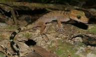 Andaman Bent-toed Gecko