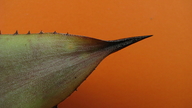 Hohenbergia blanchetii