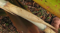 Hohenbergia blanchetii