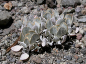 Eriogonum ovalifolium var. purpureum