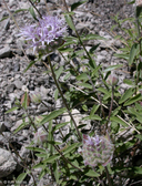 Monardella odoratissima ssp. odoratissima