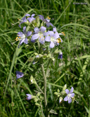 Polemonium occidentale ssp. occidentale