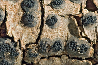 Anthostoma decipiens
