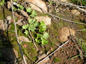 Dichondra occidentalis