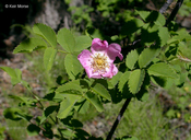Rosa gymnocarpa
