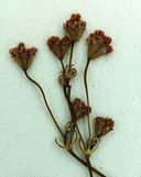 Eriogonum argillosum