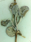 Eriogonum bifurcatum
