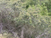 Ceanothus megacarpus