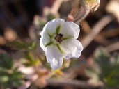 California macrophylla