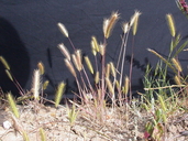 Bobtail Barley