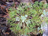Artemisia kawakamii
