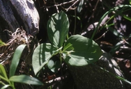 Trillium ovatum ssp. oettingeri