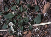 Howellanthus dalesianus