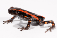 Red-banded Frog