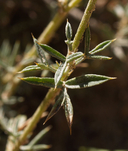 Astragalus kentrophyta