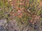 Lupinus succulentus