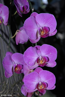 Phalaenopsis hybrid