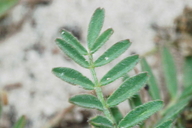 Astragalus didymocarpus var. didymocarpus