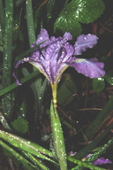 Iris innominata